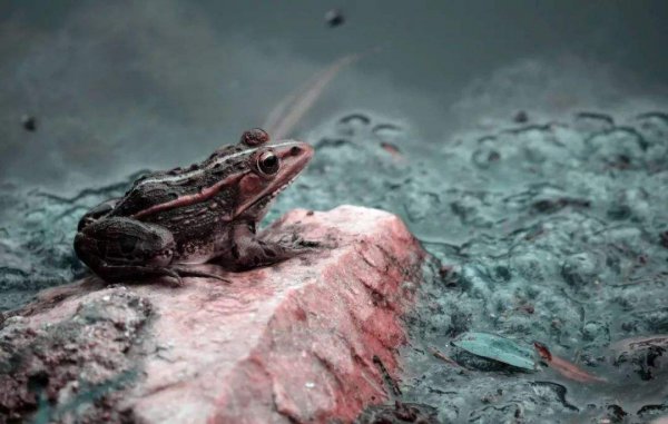 花背蟾蜍有毒吗