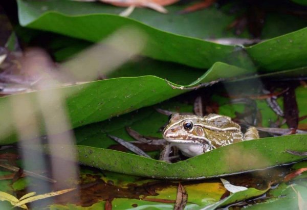 花背蟾蜍有毒吗