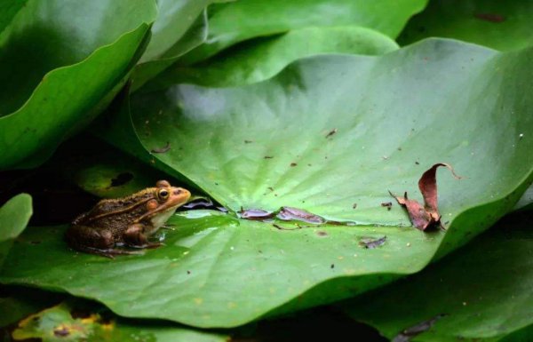 花背蟾蜍有毒吗