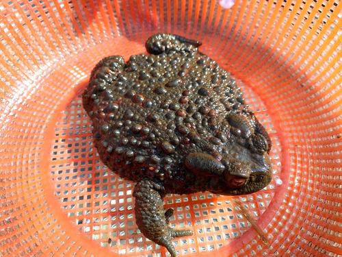 花背蟾蜍有毒吗