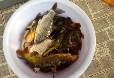 钓昂刺鱼的最佳时间 昂刺鱼的垂钓方式和注意事项