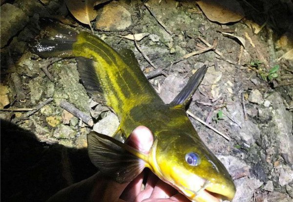 钓昂刺鱼的最佳时间