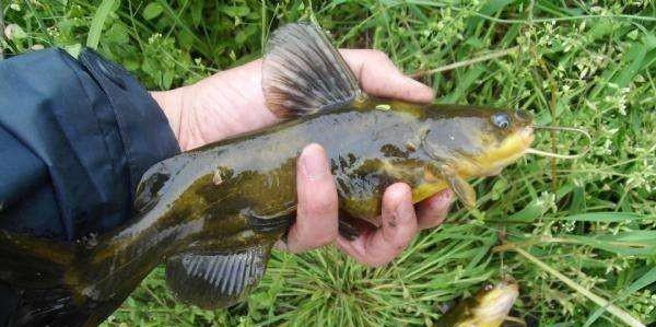 钓昂刺鱼的最佳时间