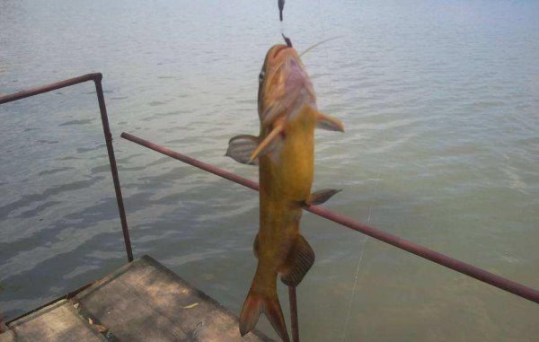 钓昂刺鱼的最佳时间