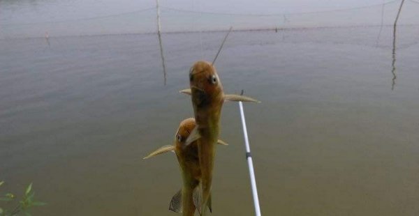 钓昂刺鱼的最佳时间