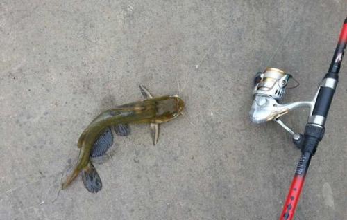 钓昂刺鱼的最佳时间