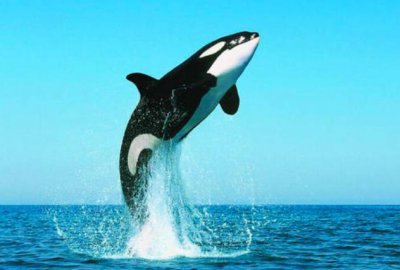 虎鲸会攻击人类吗 近年来的虎鲸袭击船只事件介绍