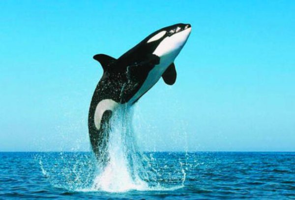 虎鲸会攻击人类吗