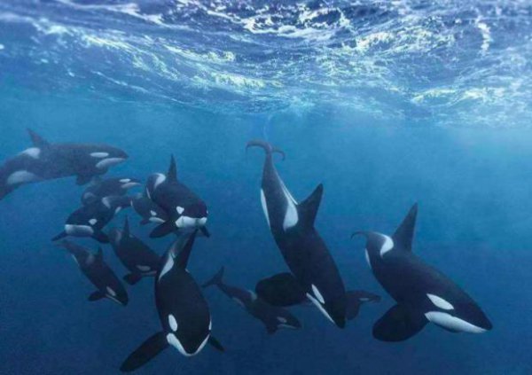 虎鲸会攻击人类吗