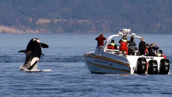 虎鲸会攻击人类吗