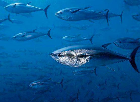 虎鲸会攻击人类吗