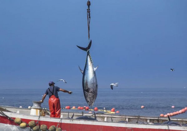 虎鲸会攻击人类吗