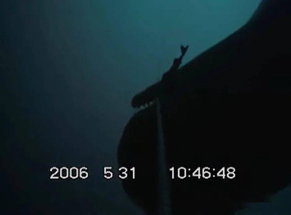 虎鲸会攻击人类吗