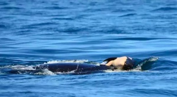 虎鲸会攻击人类吗