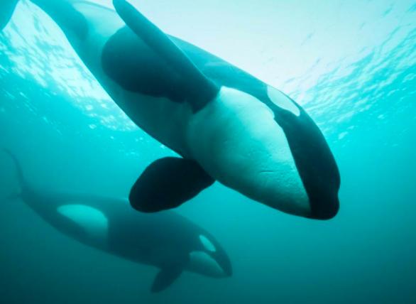 虎鲸会攻击人类吗