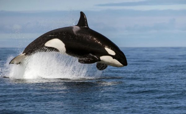 虎鲸会攻击人类吗