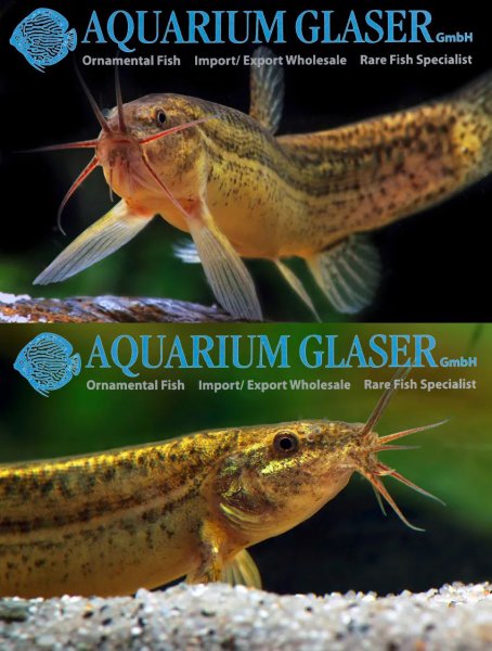 泥鳅是鱼吗长在哪里