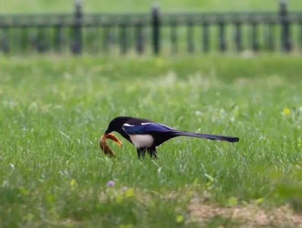 泥鳅是鱼吗长在哪里