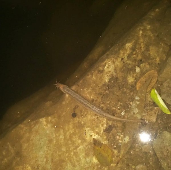 泥鳅是鱼吗长在哪里