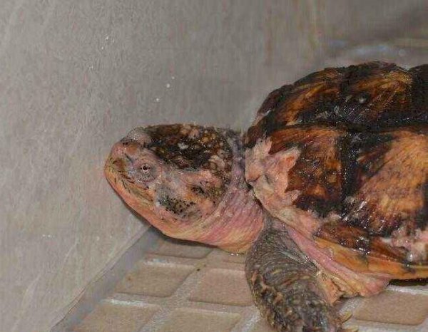 龟腐皮最有效方法