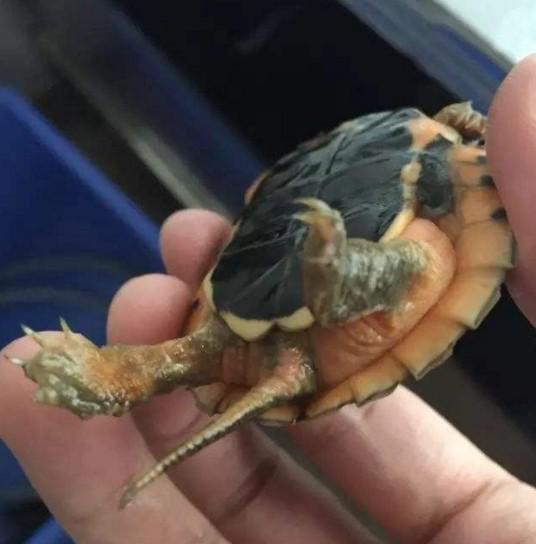 龟腐皮最有效方法