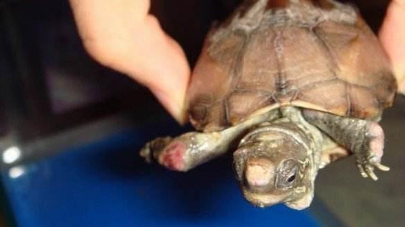 龟腐皮最有效方法