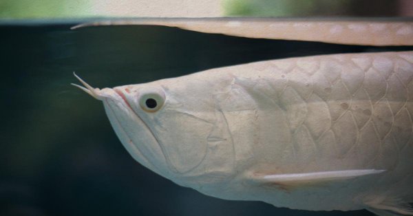 银龙鱼怎么养及喂养技巧