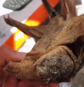 乌龟怎么繁殖后代 公乌龟和母乌龟怎么繁殖下一代