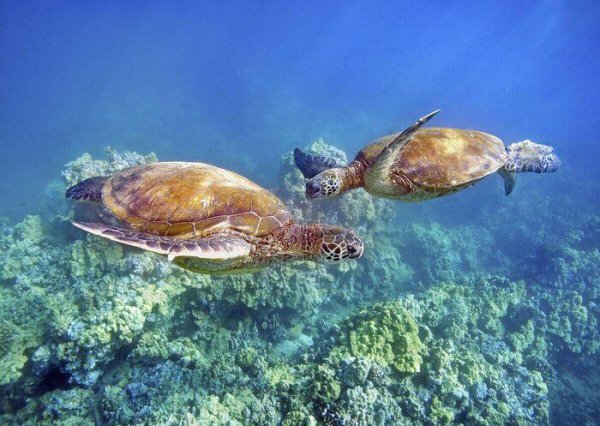 乌龟怎么繁殖后代