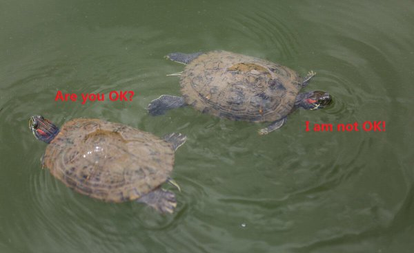 乌龟怎么繁殖后代