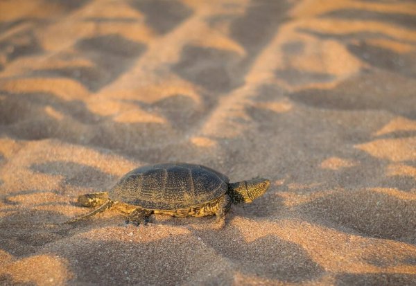 乌龟怎么繁殖后代