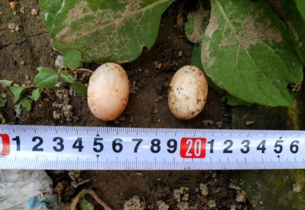 乌龟怎么繁殖后代