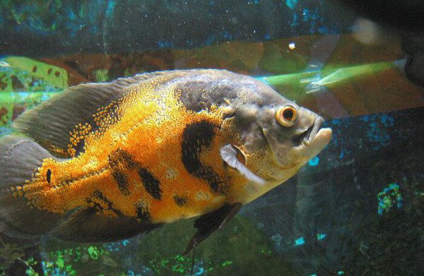 地图鱼吃什么食物比较好