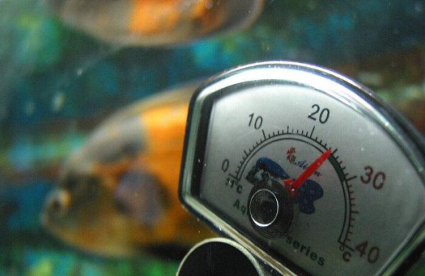 地图鱼吃什么食物比较好