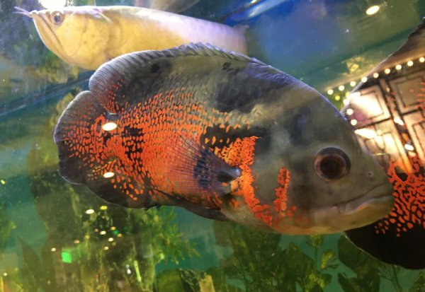 地图鱼吃什么食物比较好