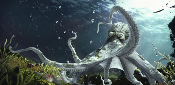 章鱼是鱼吗都有哪些特点