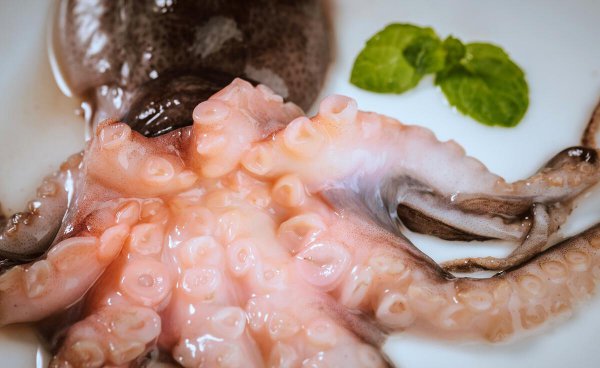 章鱼是鱼吗都有哪些特点