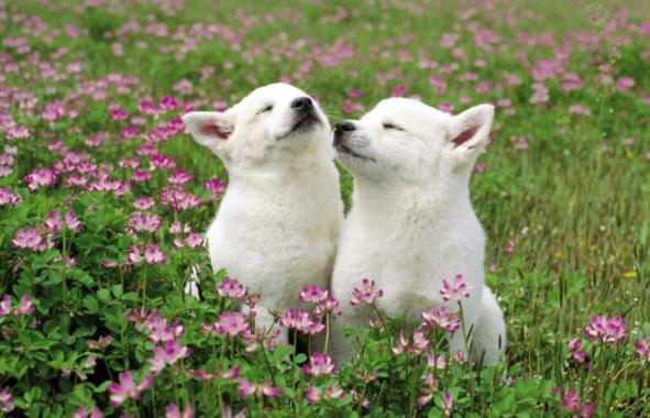 恒温动物和变温动物的区别