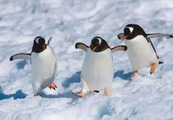 恒温动物和变温动物的区别