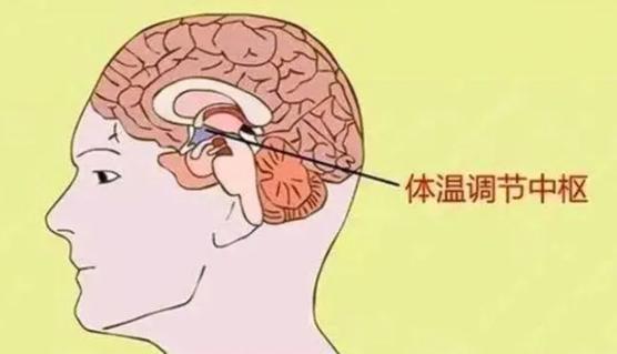 恒温动物和变温动物的区别