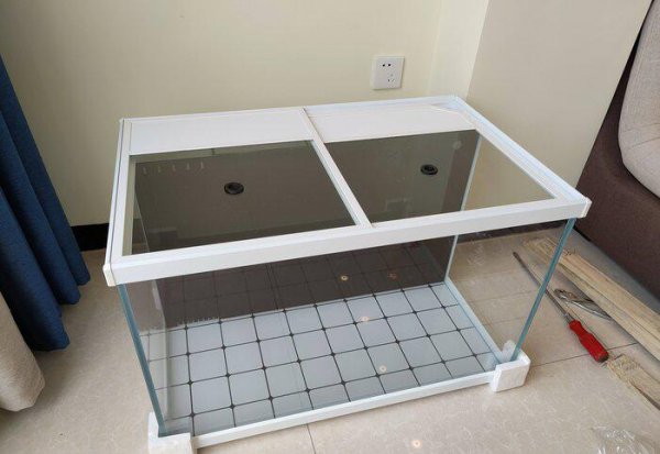 白云金丝鱼好养么