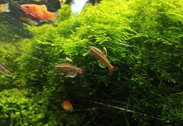 白云金丝鱼好养么