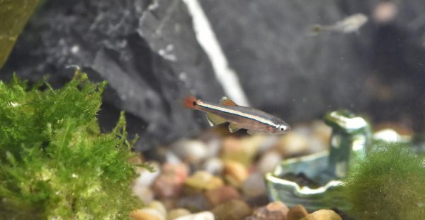 白云金丝鱼好养么