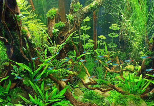 白云金丝鱼好养么