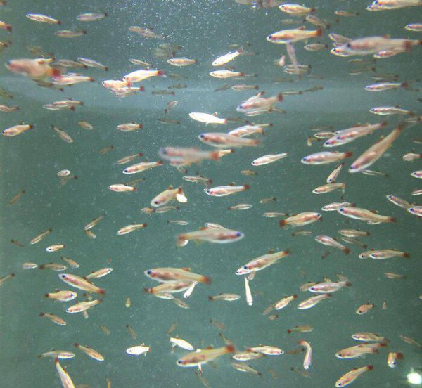 白云金丝鱼好养么