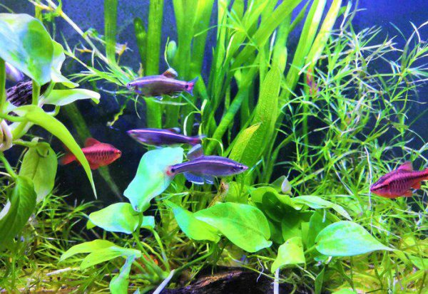 白云金丝鱼好养么