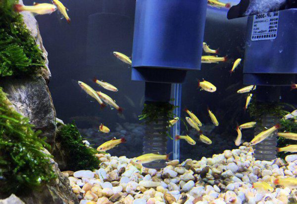 白云金丝鱼好养么