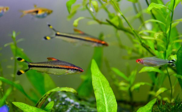 白云金丝鱼好养么