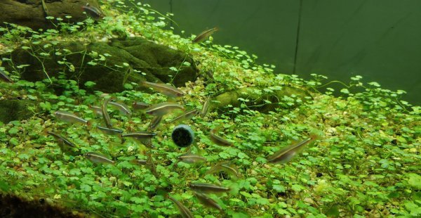 白云金丝鱼好养么