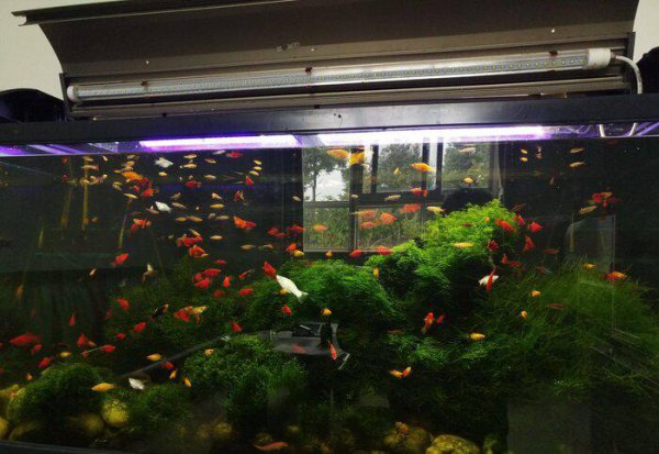 白云金丝鱼好养么